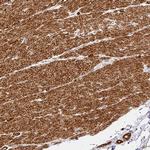 SLC25A17 Antibody in Immunohistochemistry (Paraffin) (IHC (P))