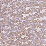 RGS16 Antibody in Immunohistochemistry (Paraffin) (IHC (P))