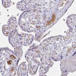 Complement Factor H Antibody in Immunohistochemistry (Paraffin) (IHC (P))