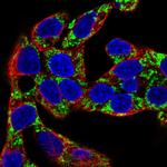 PCK2 Antibody in Immunocytochemistry (ICC/IF)