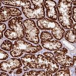 PCK2 Antibody in Immunohistochemistry (Paraffin) (IHC (P))