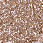 PCK2 Antibody in Immunohistochemistry (Paraffin) (IHC (P))