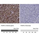 FDXR Antibody