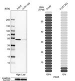 FDXR Antibody