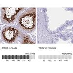 YBX2 Antibody