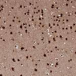 MORF4L2 Antibody in Immunohistochemistry (Paraffin) (IHC (P))