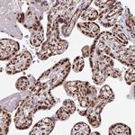 MORF4L2 Antibody in Immunohistochemistry (Paraffin) (IHC (P))