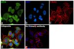 B7-H4 Antibody in Immunocytochemistry (ICC/IF)