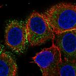 B7-H4 Antibody in Immunocytochemistry (ICC/IF)