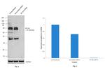 B7-H4 Antibody