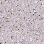 PYCARD Antibody in Immunohistochemistry (Paraffin) (IHC (P))