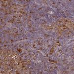 PYCARD Antibody in Immunohistochemistry (Paraffin) (IHC (P))