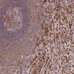 PYCARD Antibody in Immunohistochemistry (Paraffin) (IHC (P))