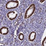 NONO Antibody in Immunohistochemistry (Paraffin) (IHC (P))