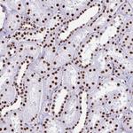 NONO Antibody in Immunohistochemistry (Paraffin) (IHC (P))