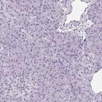 WNT10B Antibody in Immunohistochemistry (Paraffin) (IHC (P))