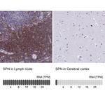 CD43 Antibody