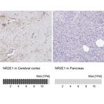 TLX Antibody