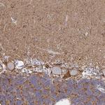 ATP1A3 Antibody in Immunohistochemistry (Paraffin) (IHC (P))