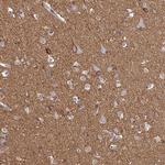 ATP1A3 Antibody in Immunohistochemistry (Paraffin) (IHC (P))