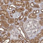 PACSIN2 Antibody in Immunohistochemistry (Paraffin) (IHC (P))