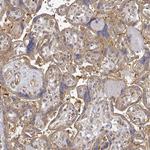 PACSIN2 Antibody in Immunohistochemistry (Paraffin) (IHC (P))