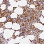 HK3 Antibody in Immunohistochemistry (Paraffin) (IHC (P))