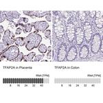 AP2 alpha Antibody