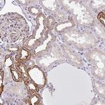 Drebrin Antibody in Immunohistochemistry (Paraffin) (IHC (P))