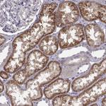 KMO Antibody in Immunohistochemistry (Paraffin) (IHC (P))