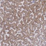 KMO Antibody in Immunohistochemistry (Paraffin) (IHC (P))