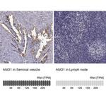 DOG-1 Antibody