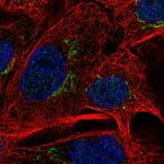 MAN1A2 Antibody in Immunocytochemistry (ICC/IF)