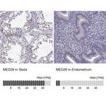 MED26 Antibody