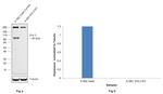 DVL3 Antibody in Western Blot (WB)