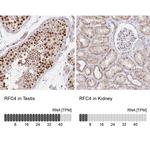 RFC4 Antibody