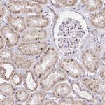 RFC4 Antibody in Immunohistochemistry (Paraffin) (IHC (P))