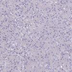 GPX4 Antibody in Immunohistochemistry (Paraffin) (IHC (P))