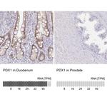 PDX1 Antibody