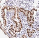 PDX1 Antibody in Immunohistochemistry (Paraffin) (IHC (P))