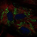 ALDH1L2 Antibody in Immunocytochemistry (ICC/IF)