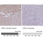 ITGB1 Antibody