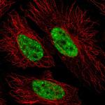 SFRS12 Antibody in Immunocytochemistry (ICC/IF)