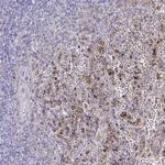 CARD9 Antibody in Immunohistochemistry (Paraffin) (IHC (P))