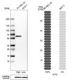 IFIT3 Antibody