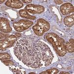 IFIT3 Antibody in Immunohistochemistry (Paraffin) (IHC (P))