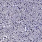 FAM101B Antibody in Immunohistochemistry (Paraffin) (IHC (P))