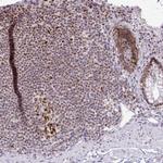 EED Antibody in Immunohistochemistry (Paraffin) (IHC (P))