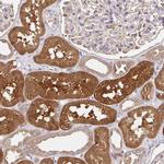 HAGH Antibody in Immunohistochemistry (Paraffin) (IHC (P))