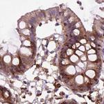 GANAB Antibody in Immunohistochemistry (Paraffin) (IHC (P))